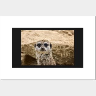 Meerkat Posters and Art